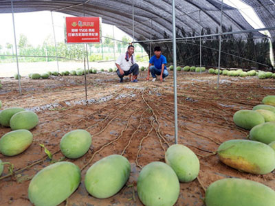 Cây dưa hấu mắn nhất thế giới cho ra 131 quả một vụ
