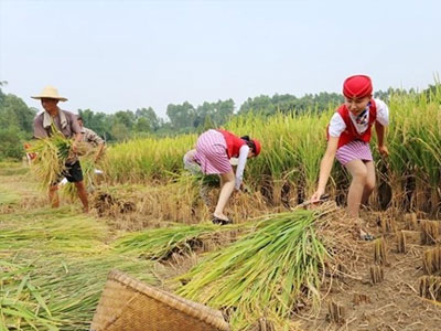 Nữ tiếp viên hàng không đi giày cao gót gặt lúa