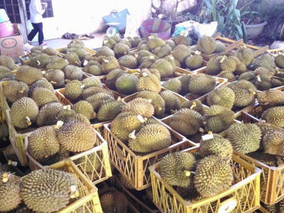 Kinh hoàng "hang ổ" sầu riêng nhúng hóa chất