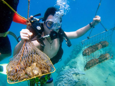 Lặn ngụp nuôi bắt trai lấy ngọc dưới biển