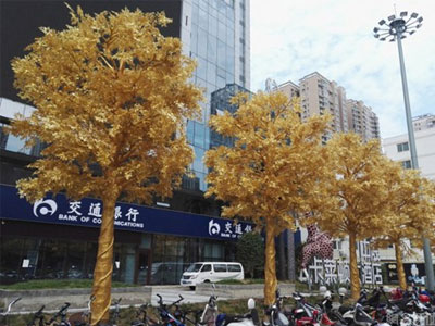 Lóa mắt với hàng cây 'phủ vàng' trước cửa ngân hàng