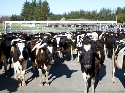New Zealand: chủ trang trại ỉu xìu như bánh đa ngâm nước vì 500 con bò bị ăn trộm