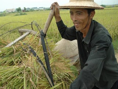 Xuất khẩu gạo hàng đầu thế giới, nông dân vẫn nghèo: Sẽ giảm trồng lúa