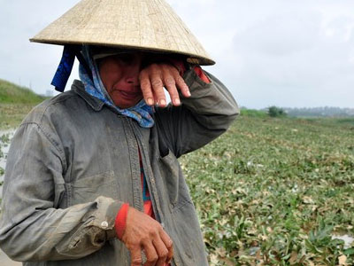 "Cá ung thư", "nhãn lưu huỳnh" – xin đừng bất nhẫn với nhà nông!