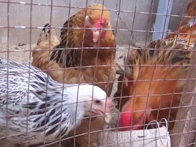 Clip: Người đàn ông đưa gà kỳ lân 5 ngón từ châu Âu về Sài Gòn