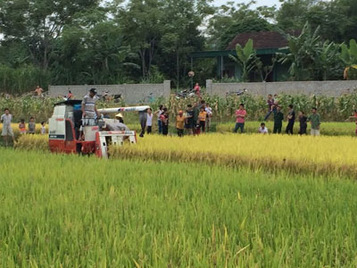 Nghệ An: Đi gặt thuê vẫn phải đóng phí?
