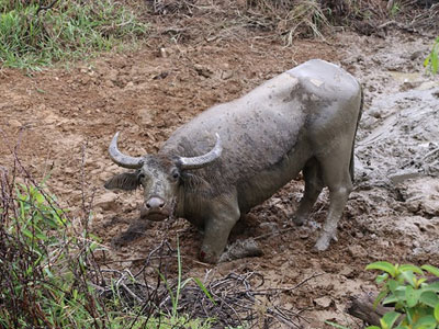 Thợ săn bắt trâu mẹ trong đàn trâu dữ tấn công người