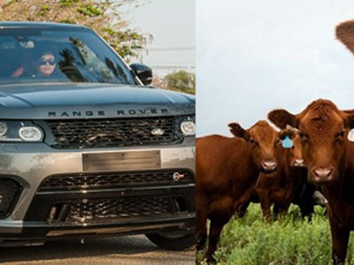 Đại gia lái Land Rover chăn bò, Phó Vụ trưởng lừa đảo 50 tỷ