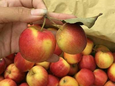 Táo đá đỏ rực hơn 50.000 đồng một kg hút khách Hà Nội