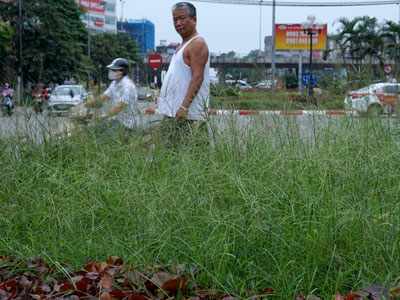 Dừng chi tiền tỷ, cỏ mọc um tùm khắp nẻo đường Thủ đô