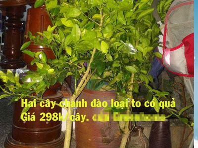 Mua cây online: Khách dám thắc mắc, chặn luôn facebook