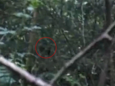 Phát hiện quái vật Bigfoot to lớn trong rừng gây sốc?