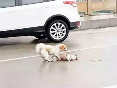 Chú chó không chịu rời xác bạn trên đường