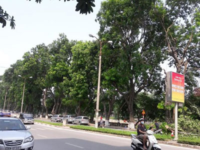 Hà Nội chặt, chuyển hơn 100 cây xanh phố Kim Mã