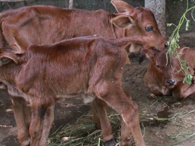 Bến Tre: Đổ xô xem con bò cái hạ sinh 3 con bê