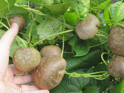 Giống khoai tây kỳ lạ mọc quả sai trĩu trên cành