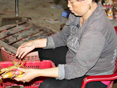 Trung Quốc giảm mua, cua biển Cà Mau lại rớt giá