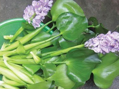 Hà thành ăn lạ: Bèo tây thành đặc sản