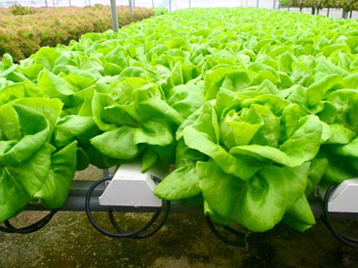 Rau thủy canh thu hoạch 15 vụ mỗi năm, ăn không cần rửa