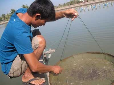 Nguyên liệu kháng sinh thú y vẫn tung hoành