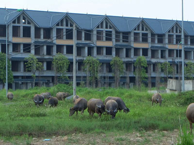 Biệt thự tiền tỷ biến thành nơi nuôi nhốt, chăn thả trâu bò ở Hà Nội