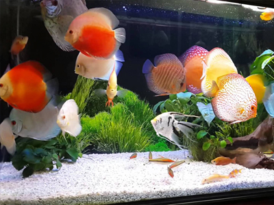 Những điềm báo nếu gặp phải bạn dễ bị nạn “từ trên trời rơi xuống” mà khó thoát