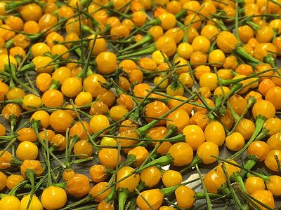 Giống ớt có giá cắt cổ lên tới 600 triệu đồng/1kg