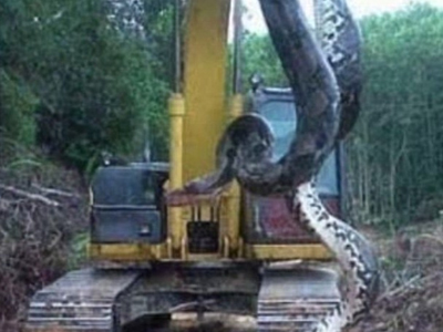 Phát hiện con trăn khổng lồ ở Brazil