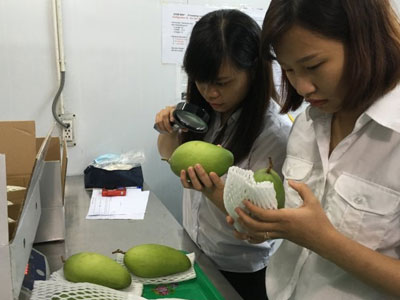 Rau quả ruộng đồng Việt xuất khẩu đã vượt dầu thô