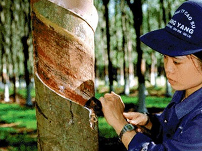 Kinh doanh tụt dốc, Tập đoàn Cao su vẫn trả lương hậu hĩnh hơn 20 triệu đồng/tháng
