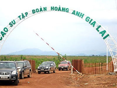 Việc bầu Đức bán cao su cho đối tác Trung Quốc có khả thi?