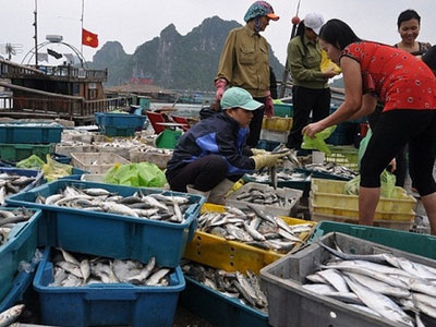 Ngư dân miền Trung được bồi thường ở mức cao nhất trên 50 triệu đồng