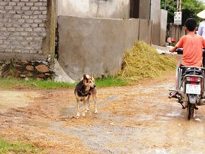 Vụ chó dại cắn 40 người tại Nghệ An: Tập trung khống chế ổ dịch