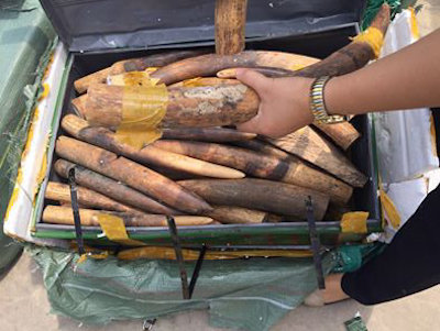 Bắt 300kg nghi là ngà voi tại sân bay Nội Bài