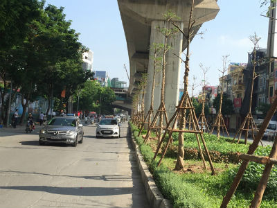 Giám đốc Cty cây xanh lên tiếng về việc trồng cây dưới đường sắt đô thị