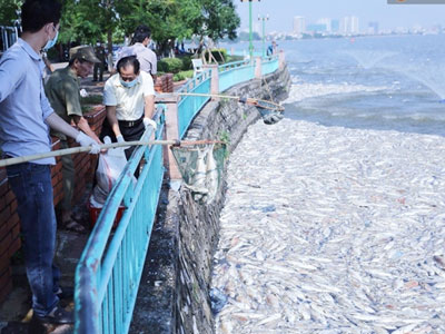 Ngày 3/10: Cá chết nổi ngày càng nhiều ở hồ Tây, đang tiếp tục bơm oxy, sục khí