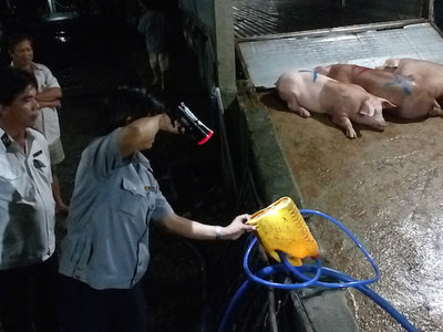 Bắt tại trận cơ sở bơm thức ăn vào heo