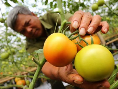 Giá cà chua tăng gấp 3 lần vì dịch bệnh hoành hành