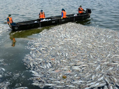 Bộ Công an đang điều tra vụ cá chết tại hồ Tây