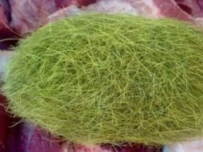Người Trung Quốc lùng mua cát lợn giá nghìn USD mỗi gram