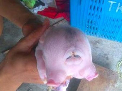 Xôn xao "quái vật" lợn hai đầu ở Nghệ An