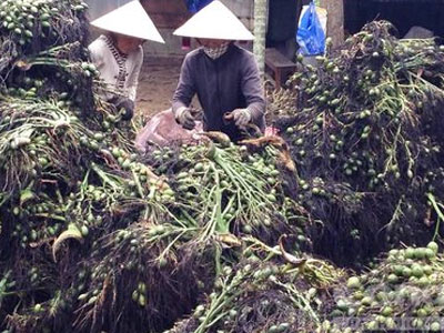 Đổ xô đi mua cau non bán qua Trung Quốc làm kẹo cau