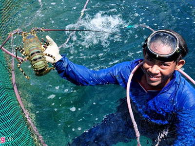 Lãi tiền tỷ mỗi năm nhờ nuôi tôm hùm, cá mú ở đảo Lý Sơn
