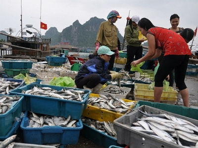 Tiền bồi thường cho ngư dân miền Trung sẽ được trả như thế nào?