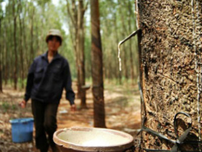 Đại gia bán tháo cả nghìn hécta cao su
