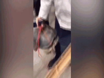 Đùa với ninja rùa, người đàn ông bị cắn trúng "bộ ấm chén"
