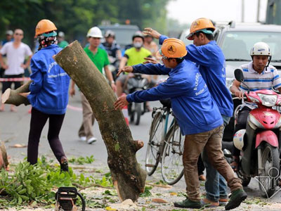 Hà Nội: Đại di dời cây xanh phố Kim Mã