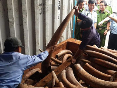 Vì đâu "tắc" hàng loạt vụ án liên quan động vật hoang dã