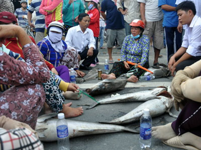Hôm nay 14-10 công bố nguyên nhân cá bè Long Sơn chết trắng