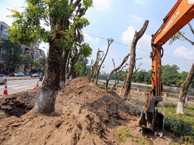 Hà Nội: Hàng cây cổ thụ phố Kim Mã được di dời khỏi nội đô